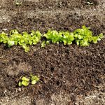 Picture of lettuce growing in garden