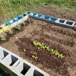 Picture of lettuce and peas growing in garden