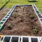 Picture of garden