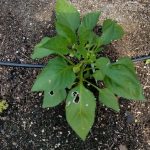 A pepper plant