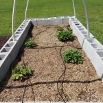 Strawberry plants