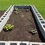 Squash plants