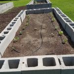 Green bean plants