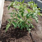 Tomato plant