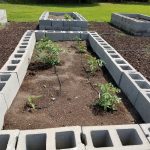 Tomato plants